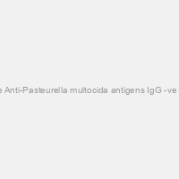 Bovine Anti-Pasteurella multocida antigens IgG -ve serum